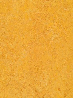 wmr3225-2,5 Forbo Marmoleum Real dandelion Linoleum Naturboden