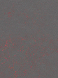 wfwco3737 Forbo Linoleum Uni red shimmer Marmoleum Concrete